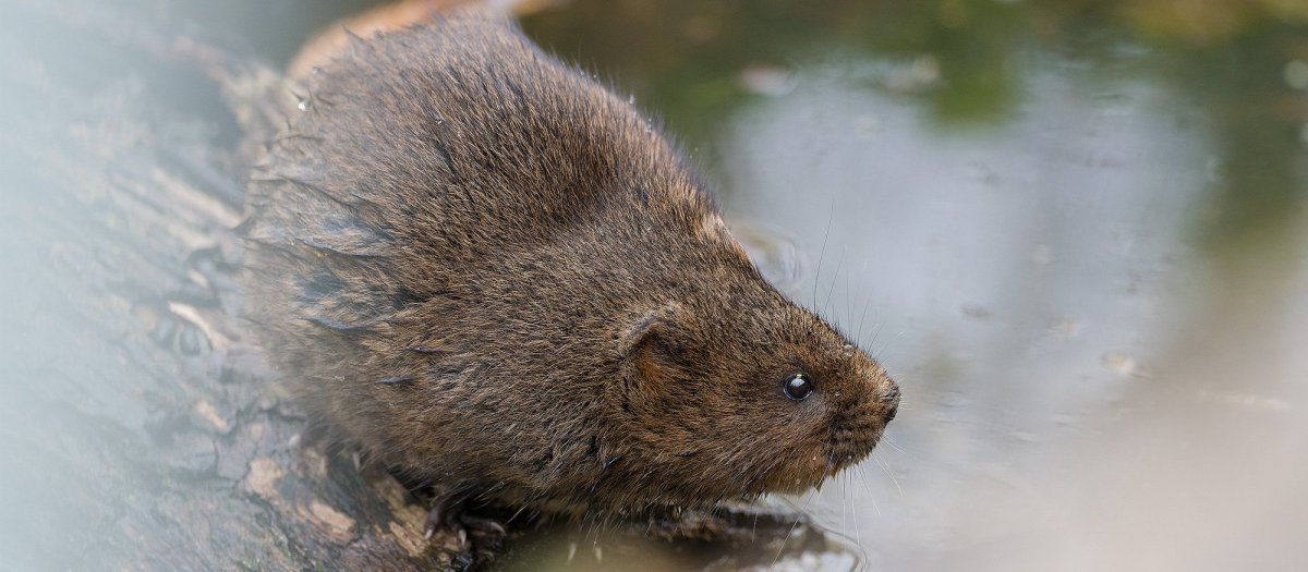 Водяная полёвка и ондатра