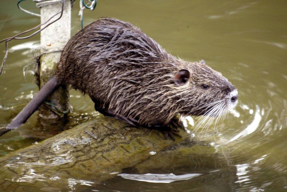 Мех водяной крысы
