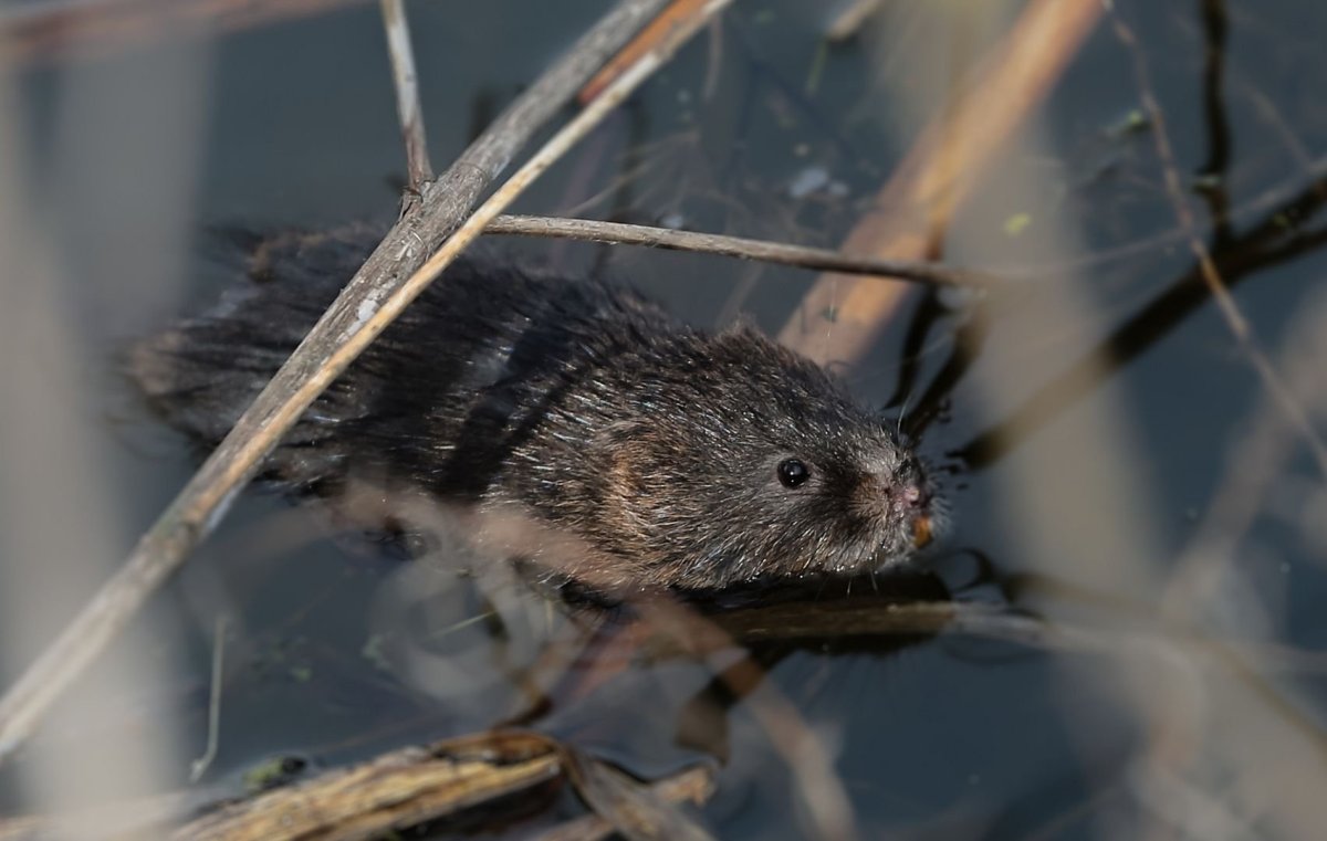 Водоплавающая крыса