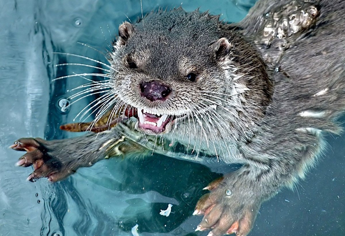 Байкальский заповедник выдра