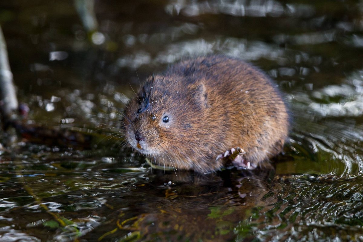 Красная полевка