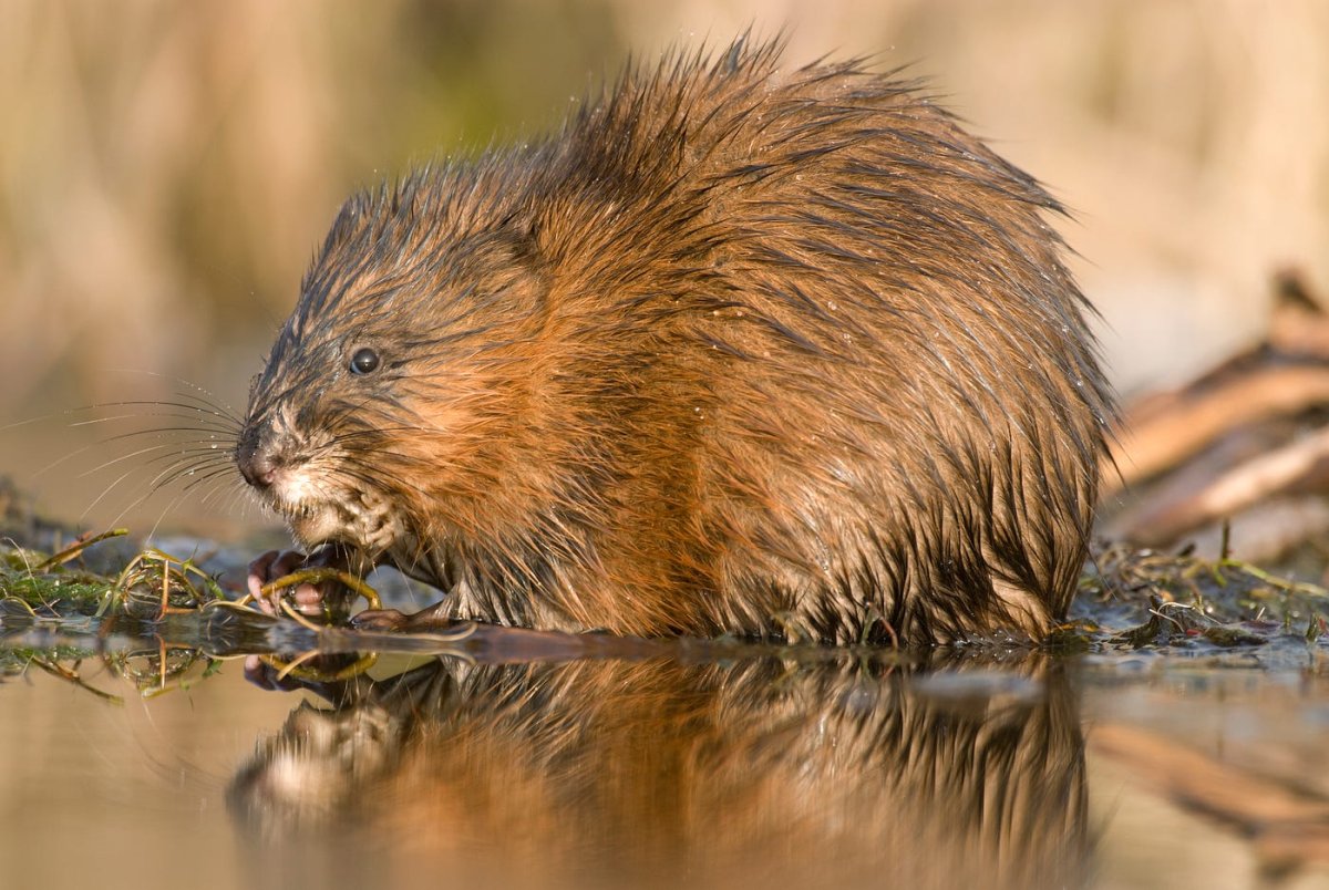 Ондатра Дунай