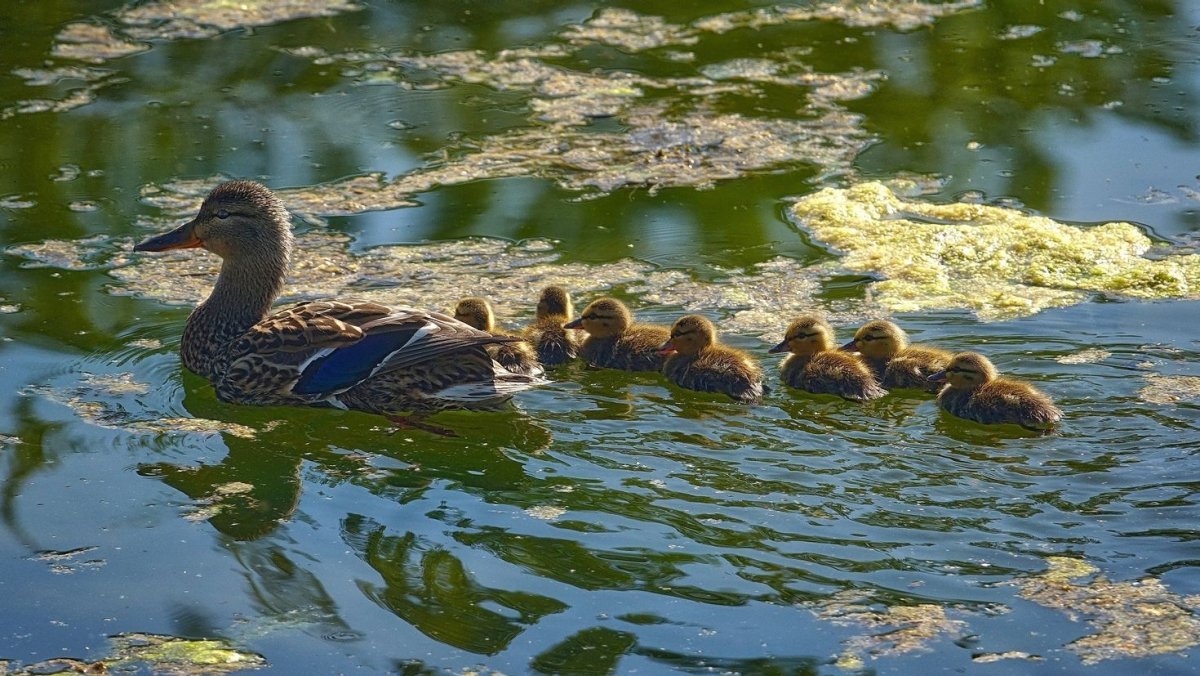 Пруд с утками