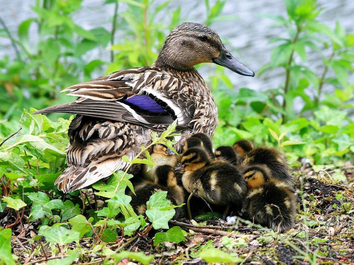 Чирок трескунок птенцы