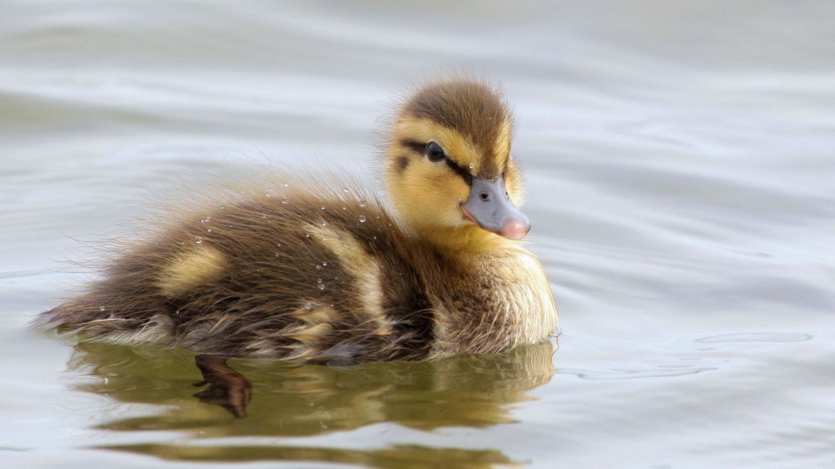 Утята кряквы