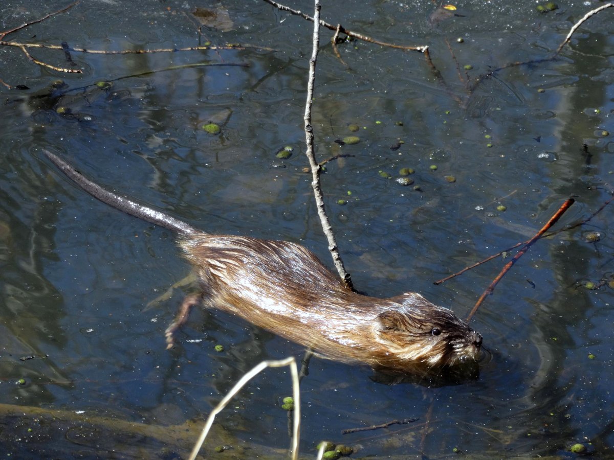Ондатра Речная