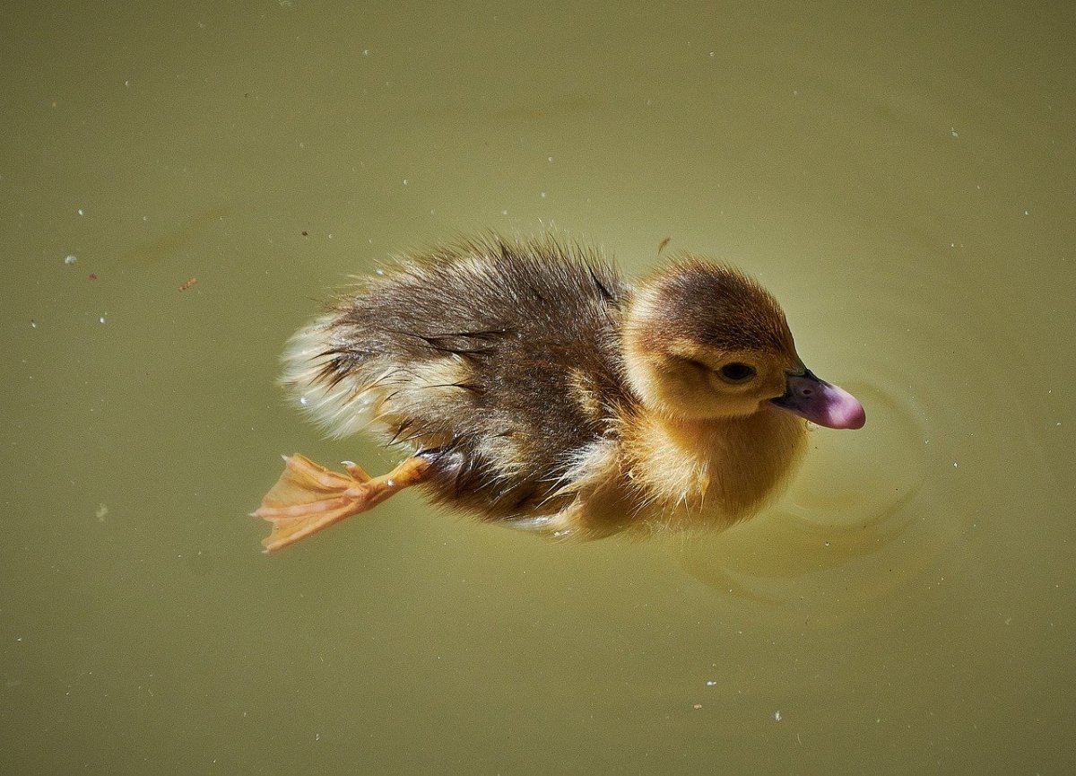 Милые уточки