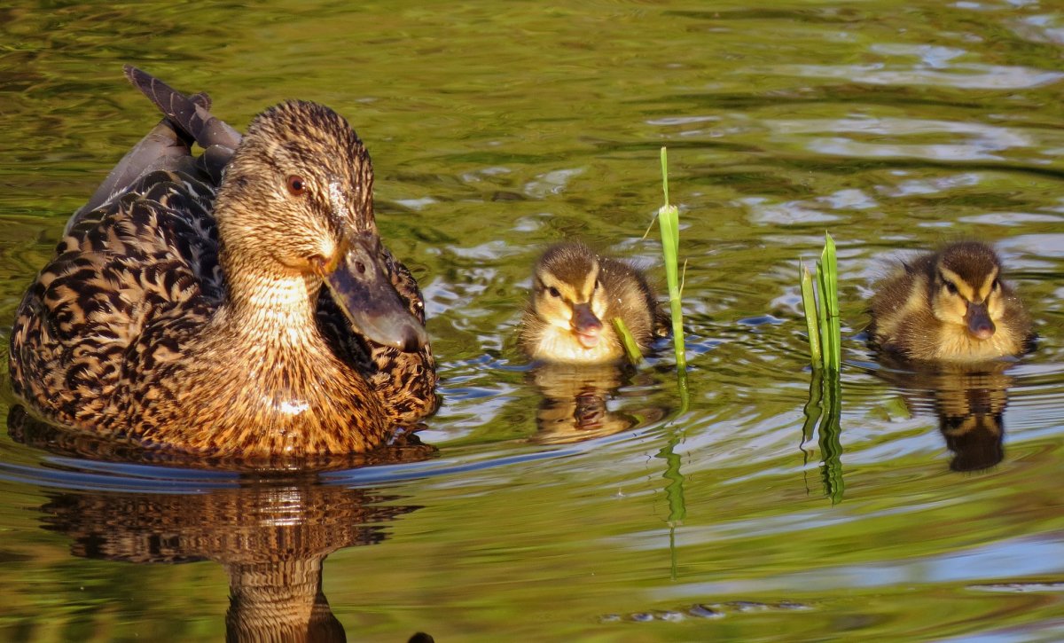 Утята кряквы