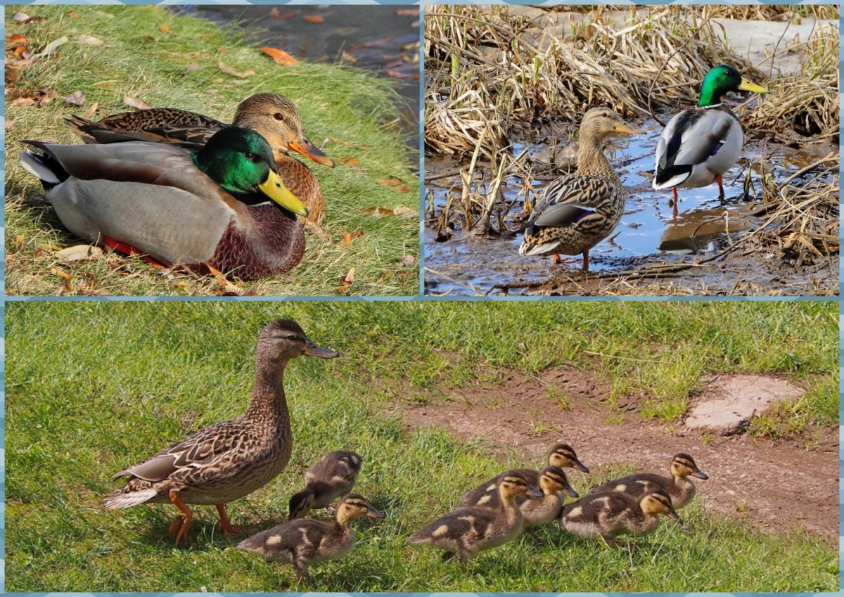 Дикие утки в домашних