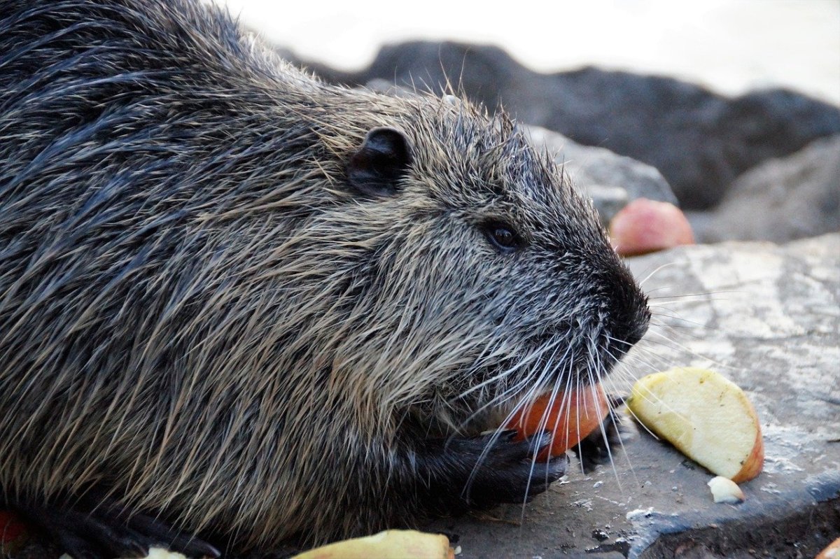 Нутрии домашние вкусные?