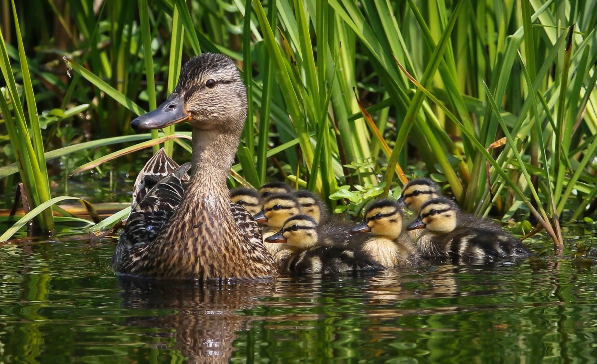 Утка кряква с утятами
