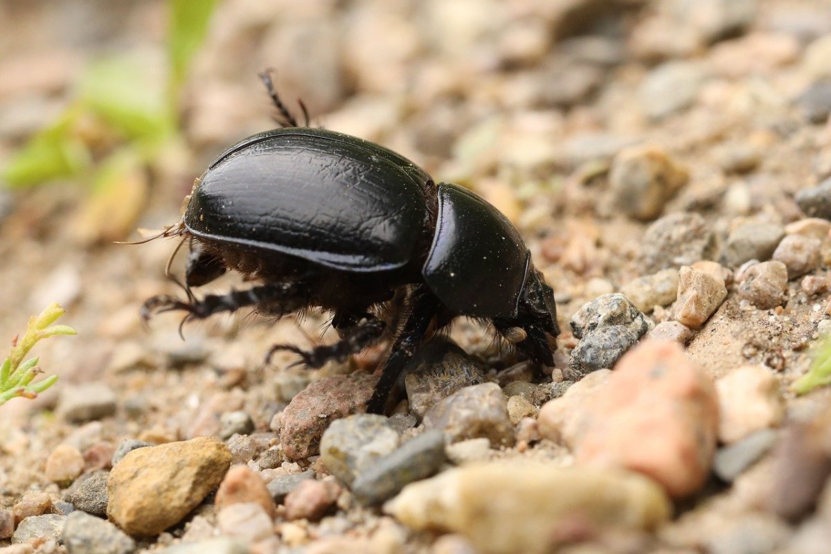 Жук чернотелка Березовая