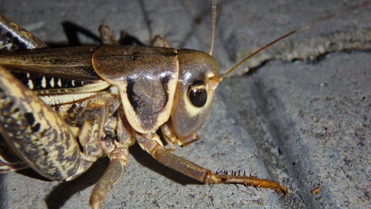 Насекомые Геленджика