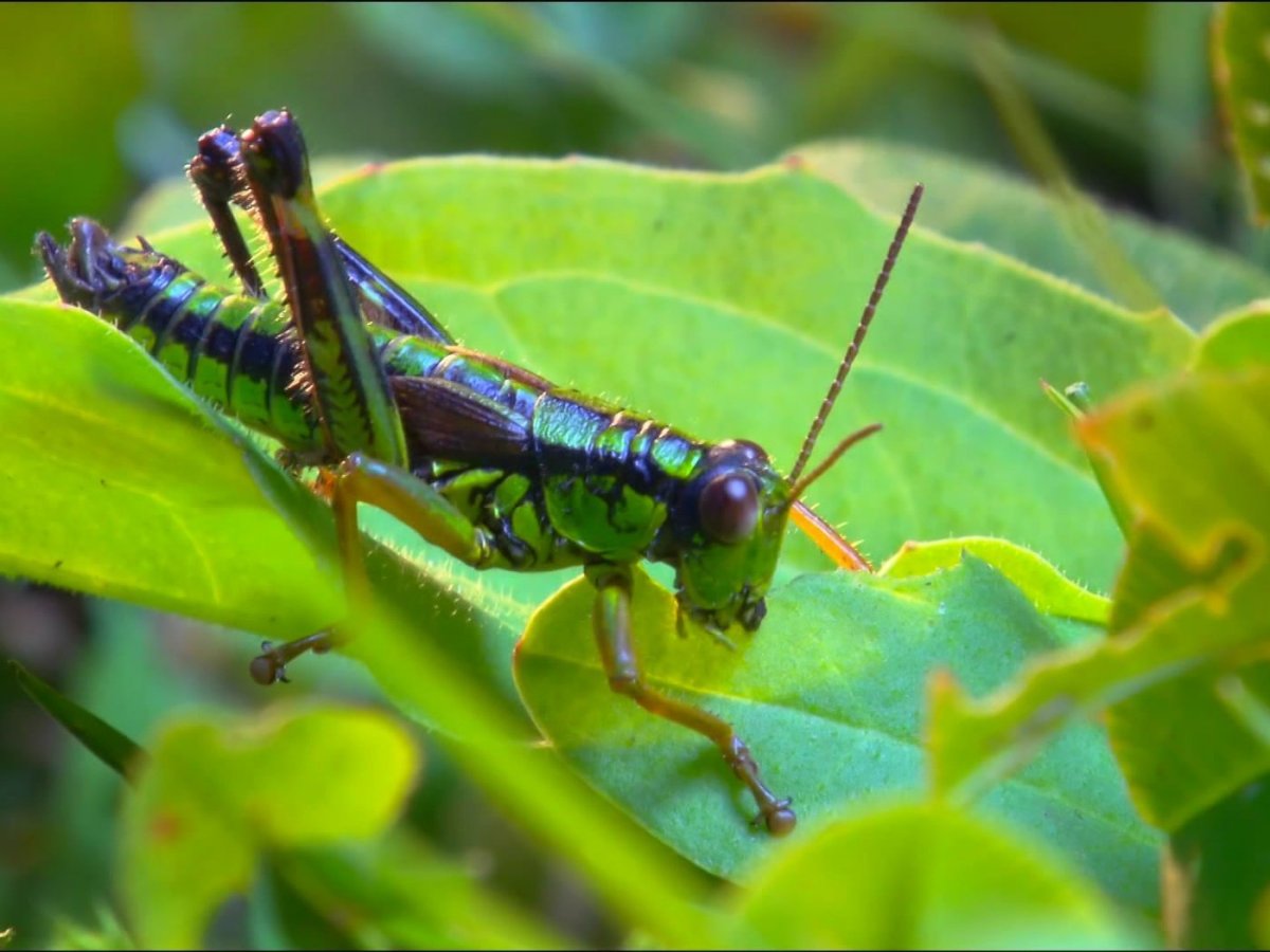 Насекомые Башкирии