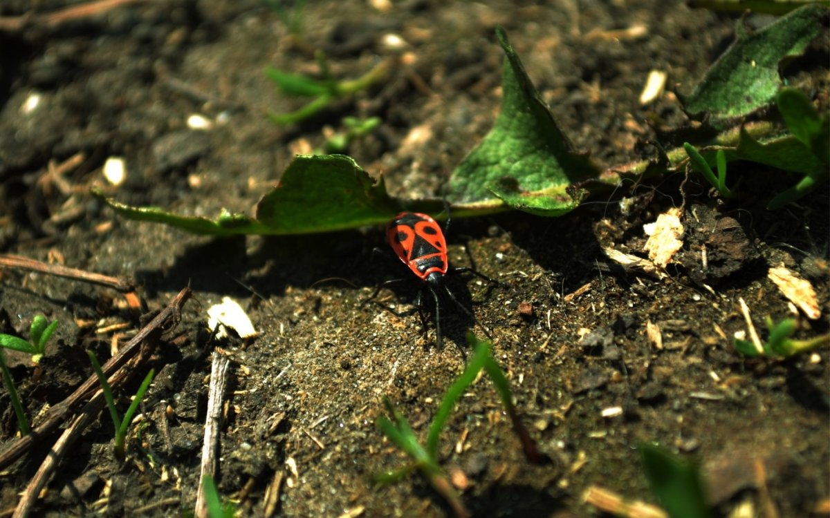 Насекомое с длинным хоботком