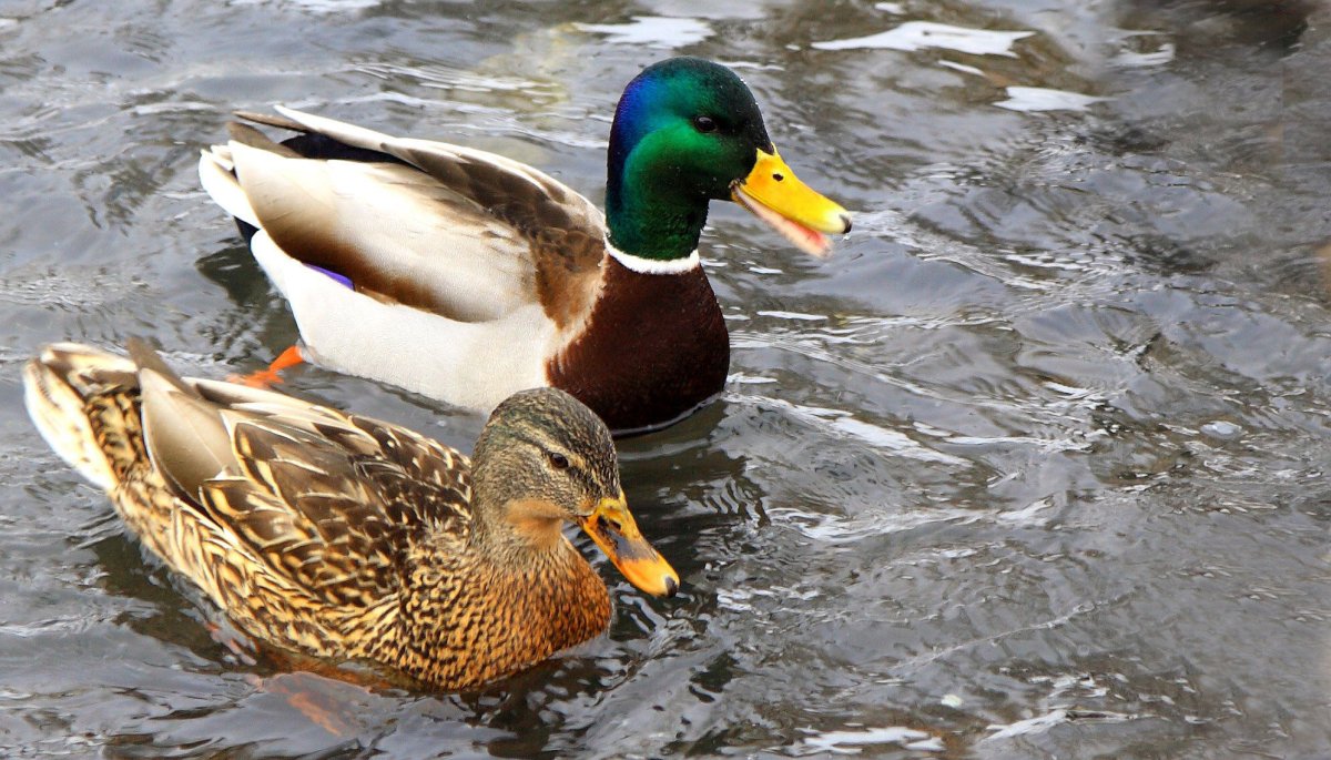 Дикая утка кряква