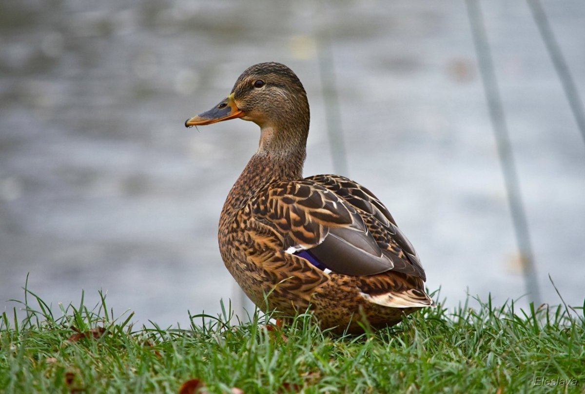 Утка селезень утята