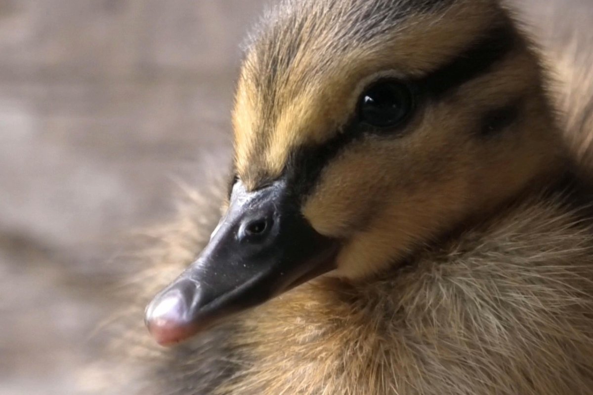 Селезень в коробке