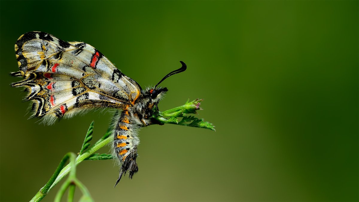 Allancastria deyrollei