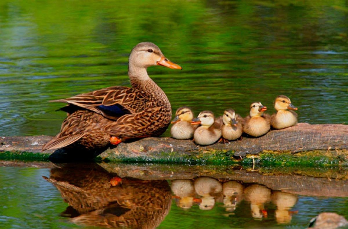 Утка кряква гнездо