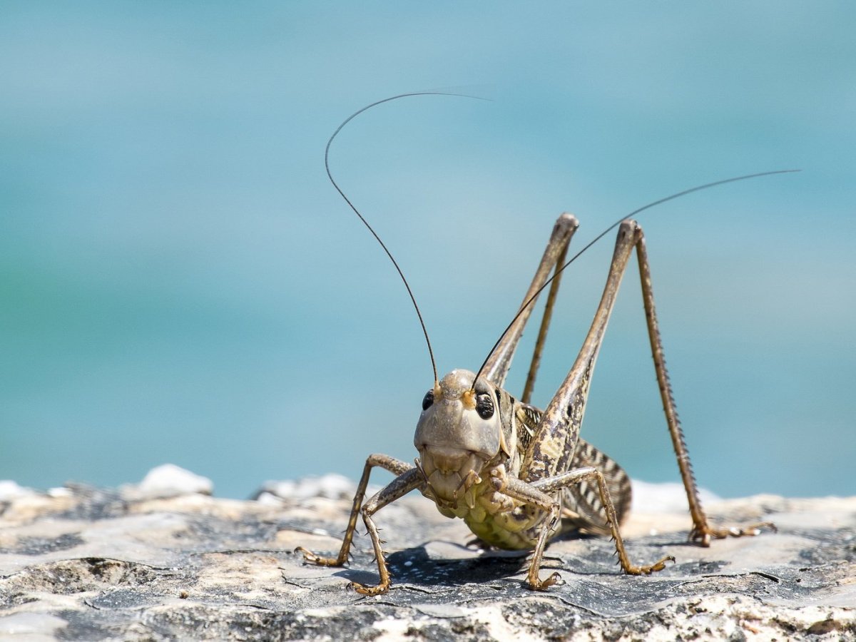 Насекомые геленджика