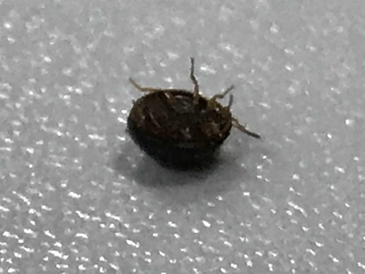 Коричневый жучок 5 мм удлиненный клещ