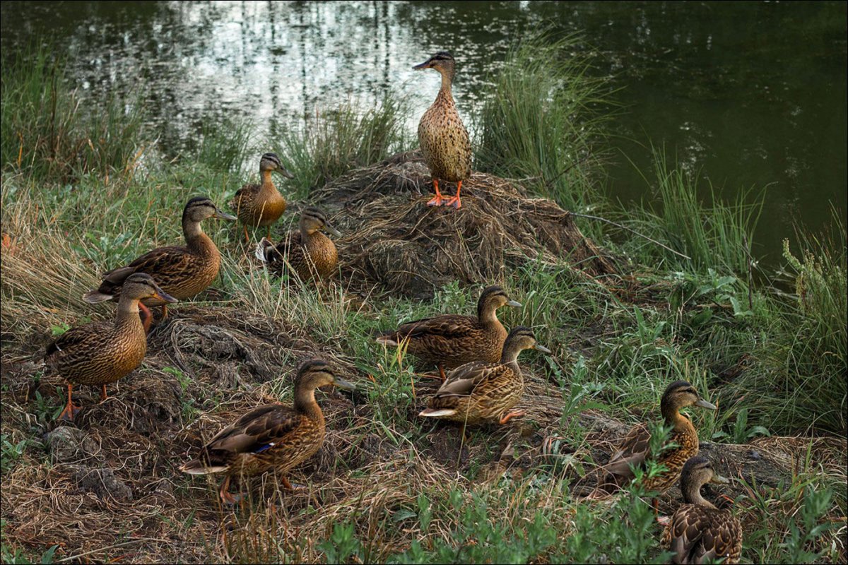 Утка кряква гнездо