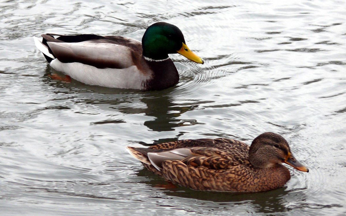 Дикая Речная утка