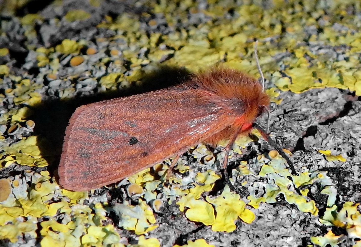 Гель насекомые