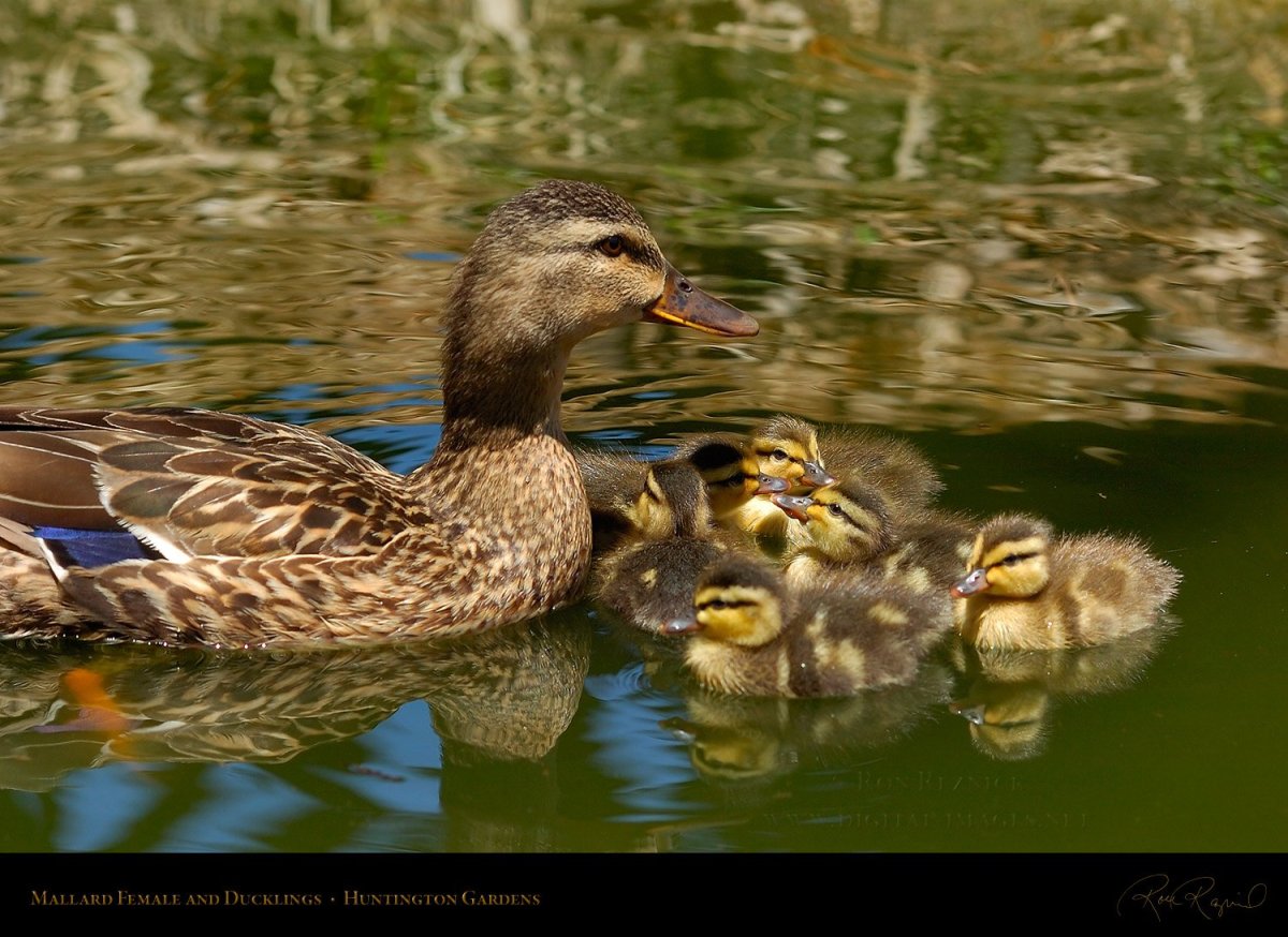 Маленькая кряква утка
