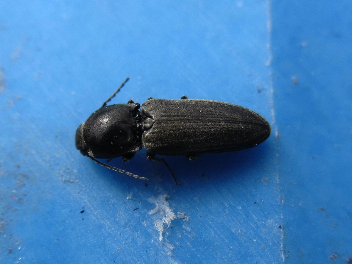 Жук Толстяк чернотелка