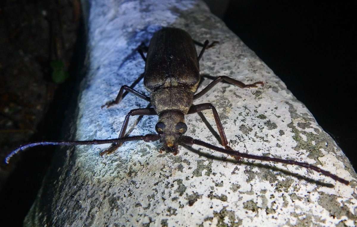 Насекомые Геленджика