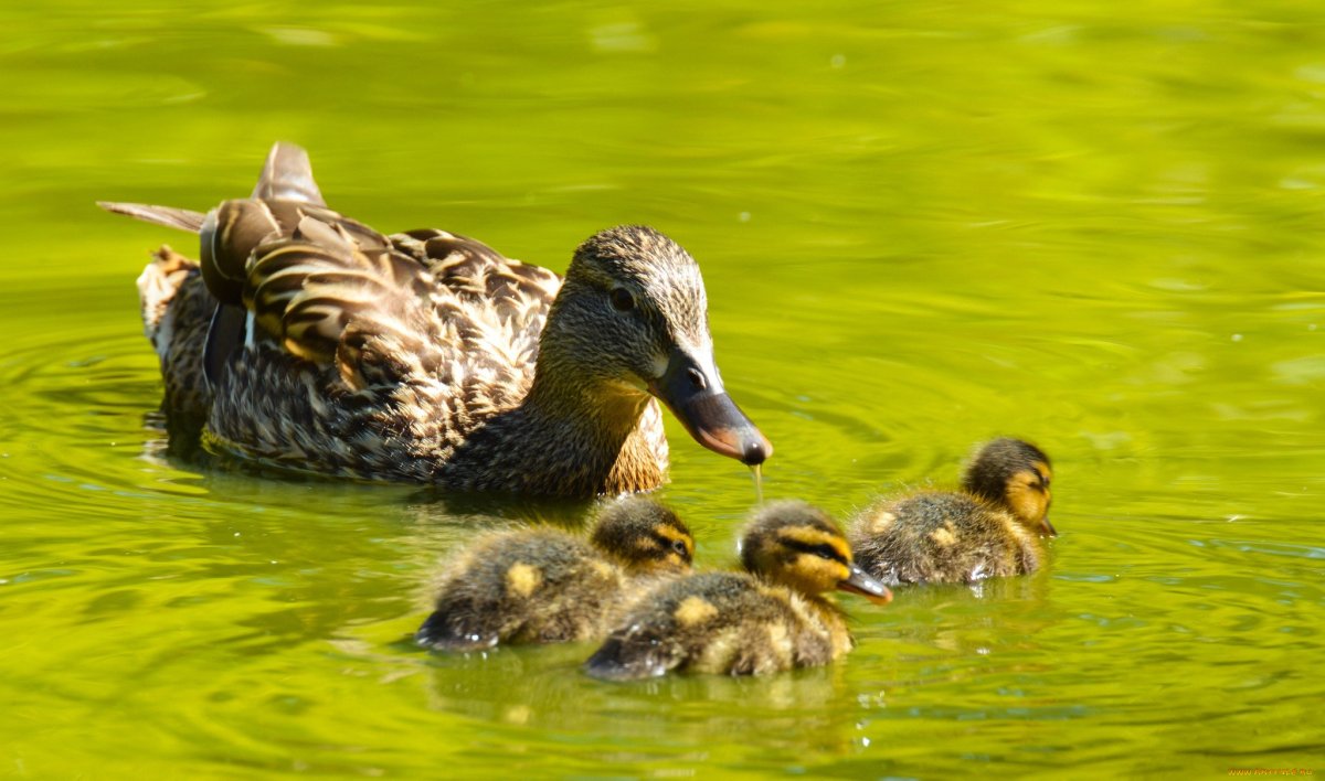 Утка Фаворит птенцы