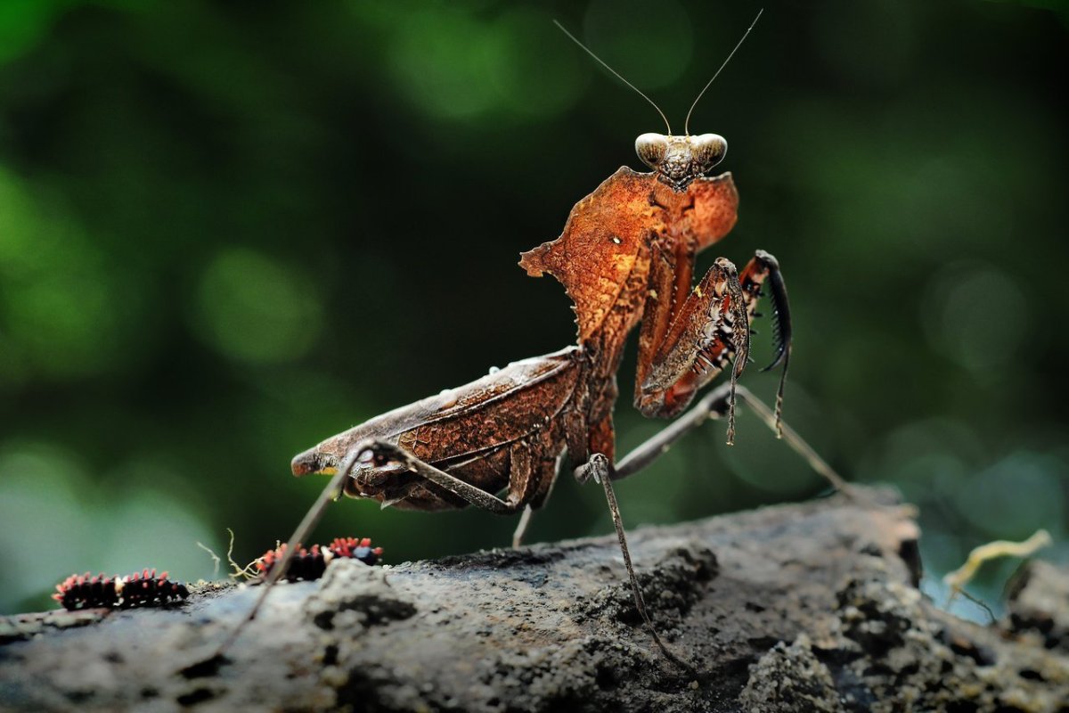 Хищные насекомые