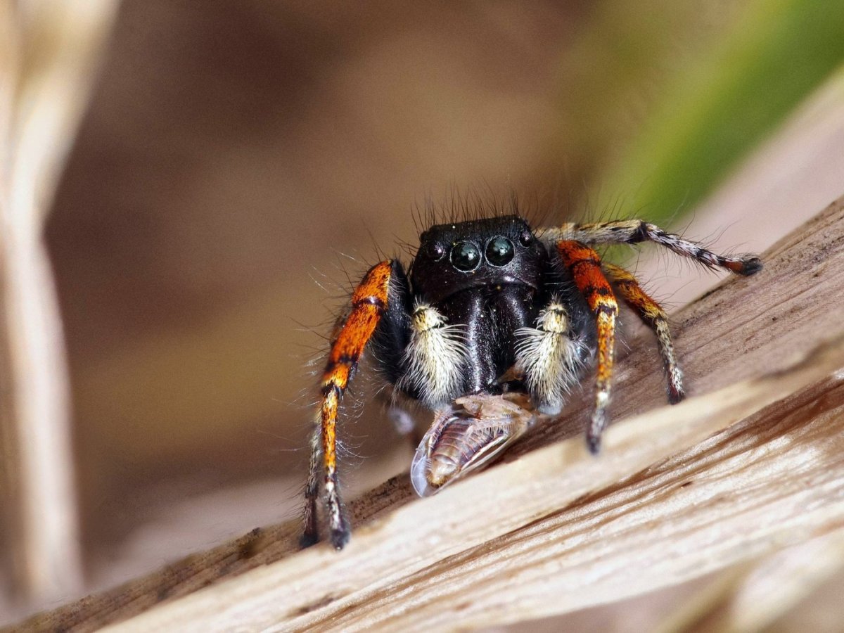 Гималайский паук-скакун