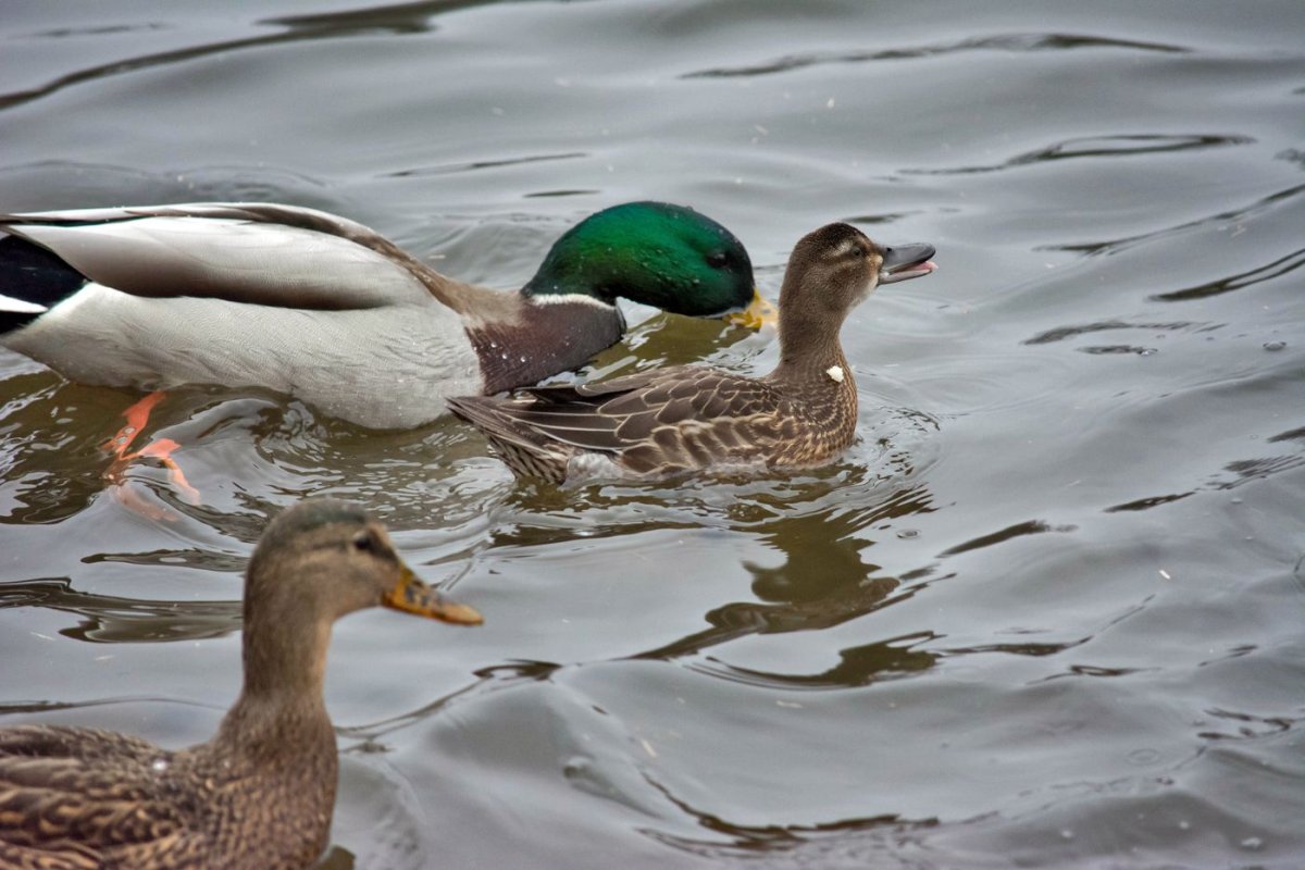Кряква и чирок трескунок