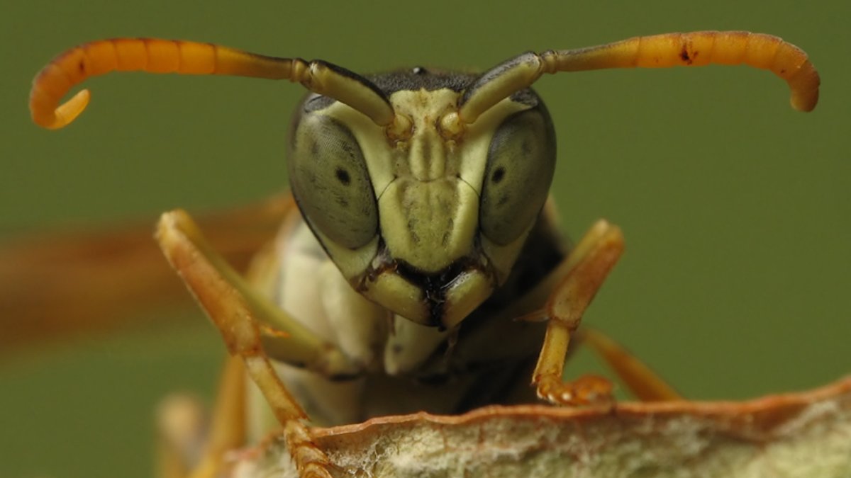 Жук усач полосатый