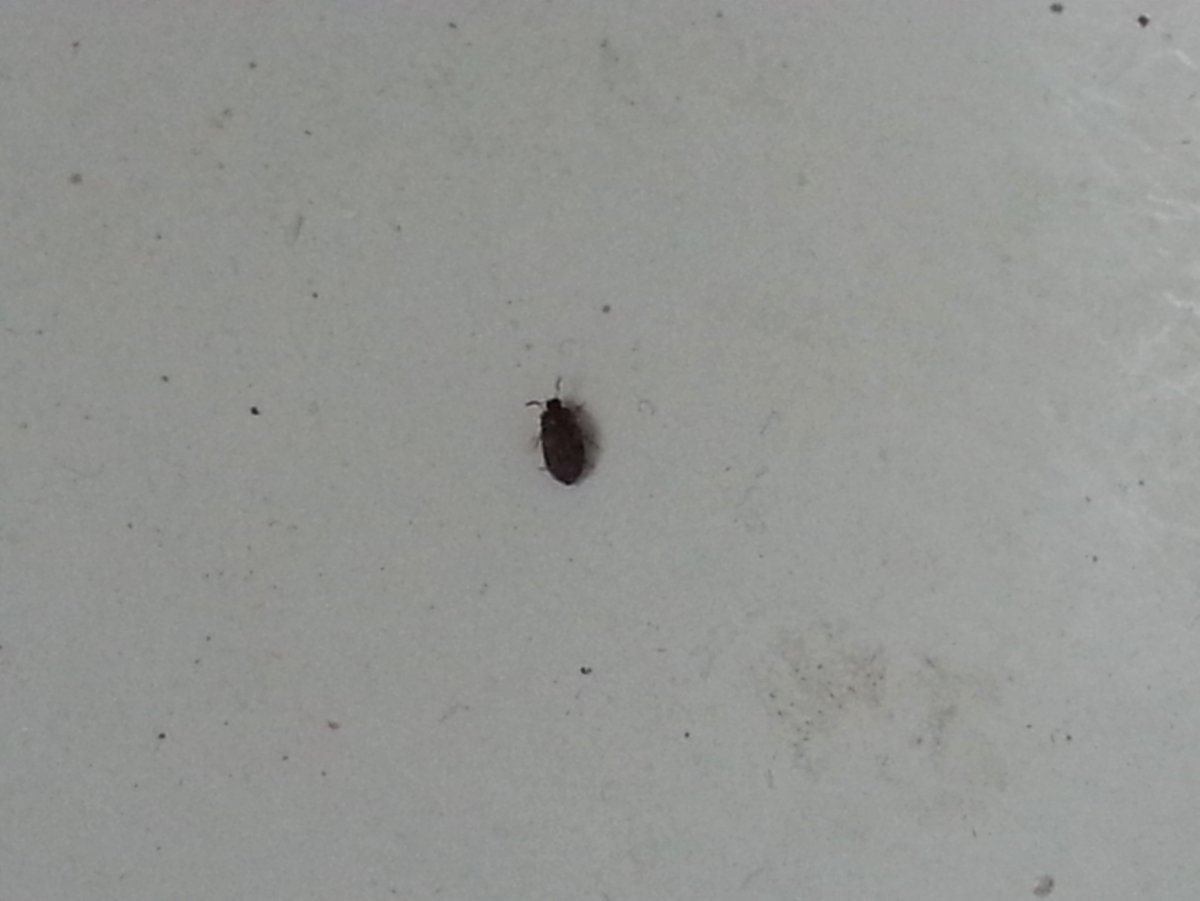 Жук кожеед экскременты