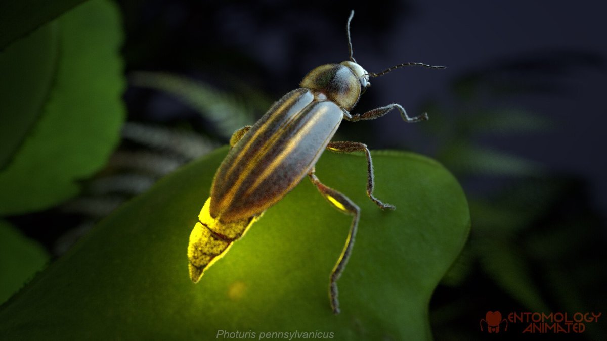 Обыкновенный светляк Жук