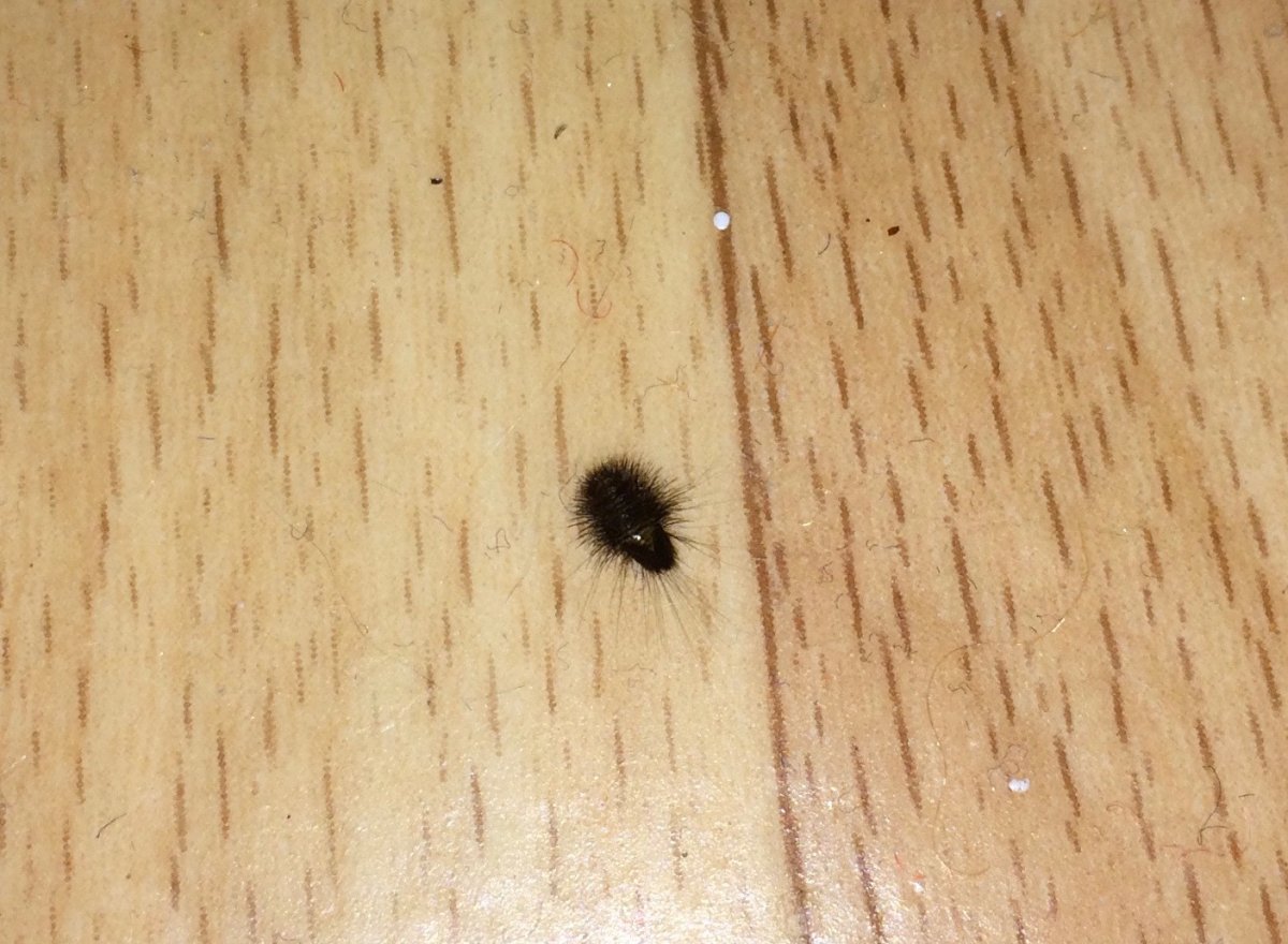 Маленькие черные жучки кожееды