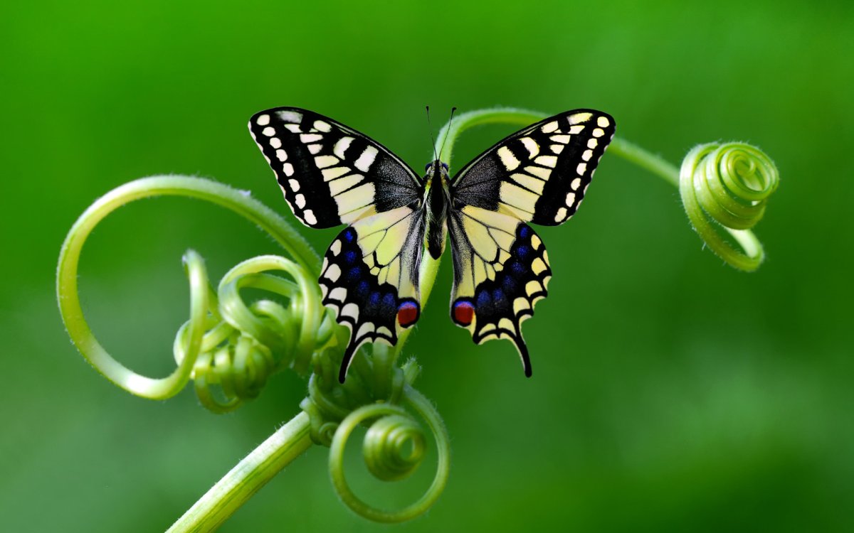 Бабочка Бражник языкан