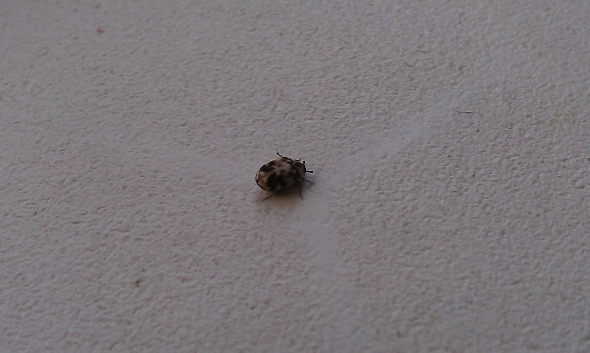 Черный маленький Жук 4мм