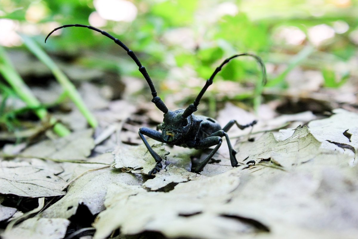 Гималайский паук прыгун