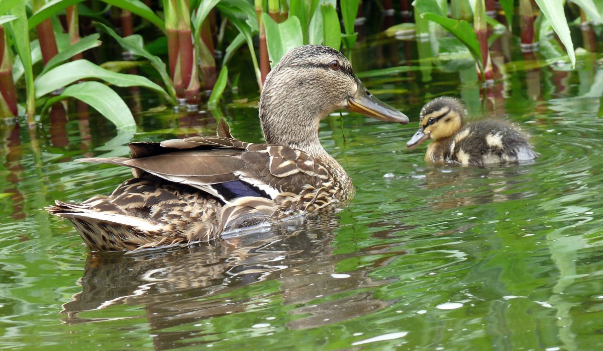 Утки на воде