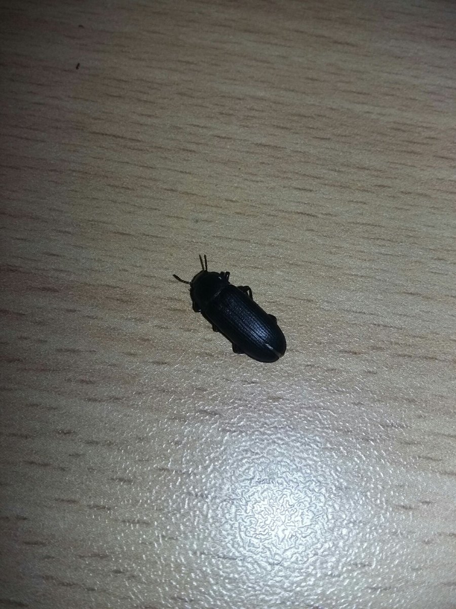 Жук большой черный водолюб