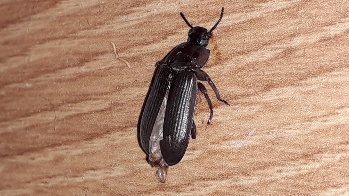 Черный Жук мучной хрущак