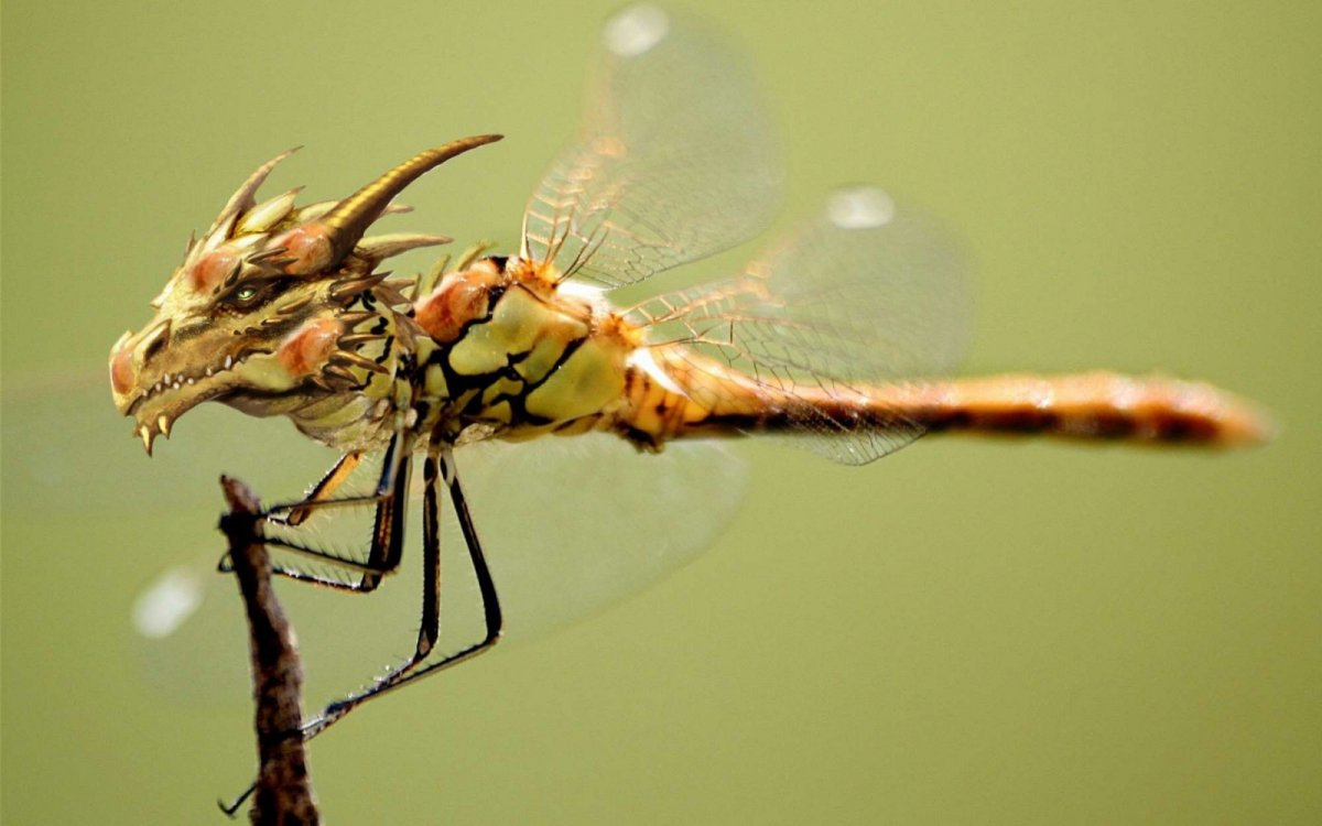 Dragonfly дракон