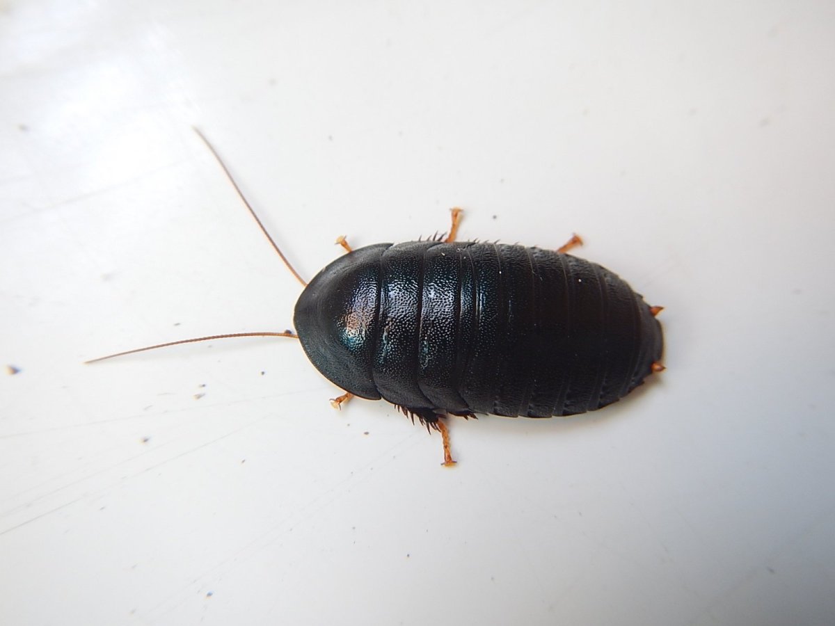 Жук Прусак черный