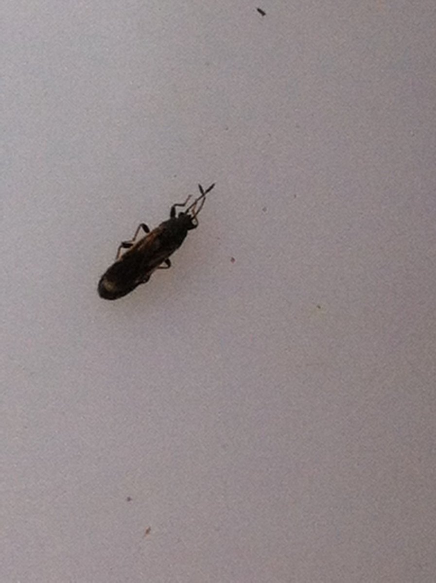Мелкий черный Жук клоп