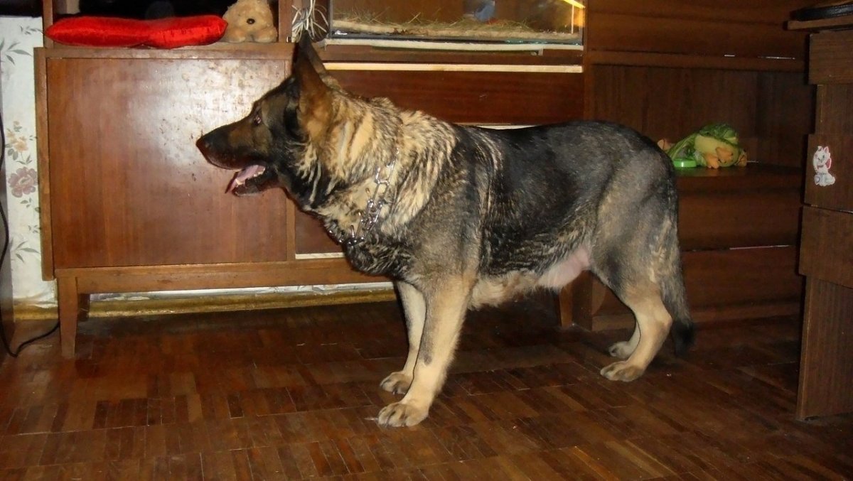 Зонарно рыжая Восточно европейская овчарка